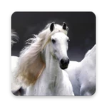 horse wallpaper hd android application logo